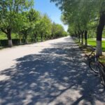 İbrahim Tanrıverdi, Yol